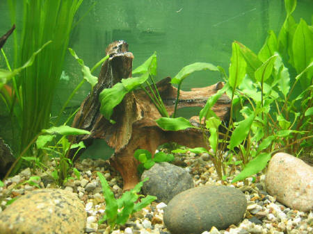 &copy; Zierfischfreunde Immenhausen-Holzhausen Moorkienholz